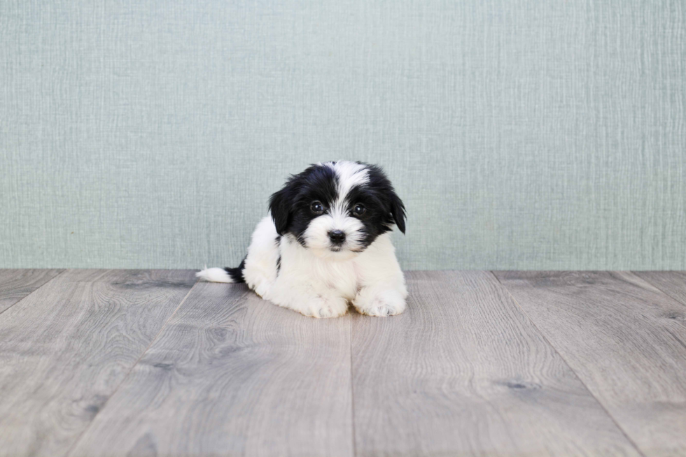 Morkie Pup Being Cute