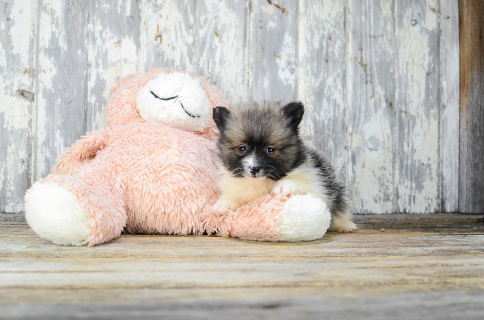 Sweet Pomeranian Purebred Puppy