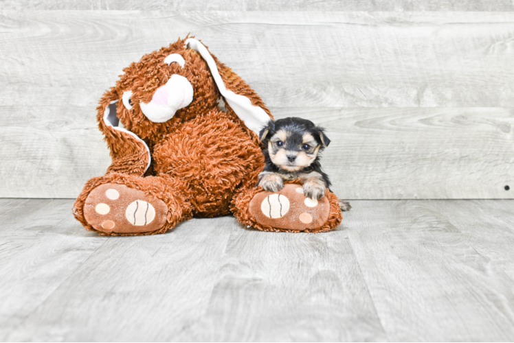 Playful Yorkie Designer Puppy