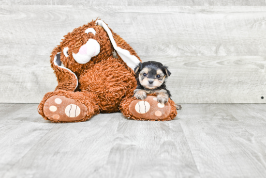 Playful Yorkie Designer Puppy