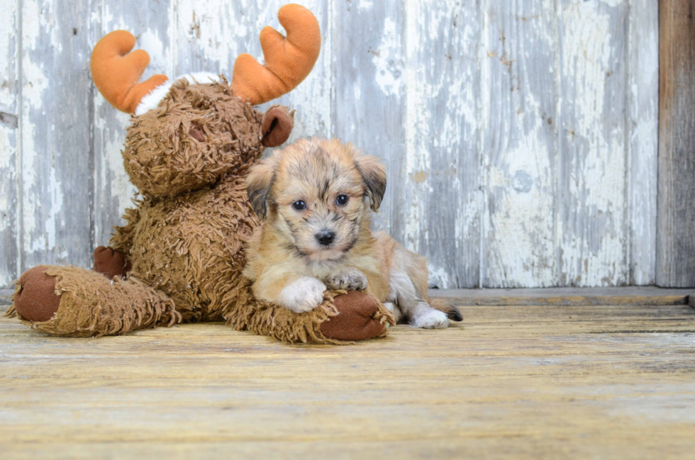 Little Yorkie Designer Puppy