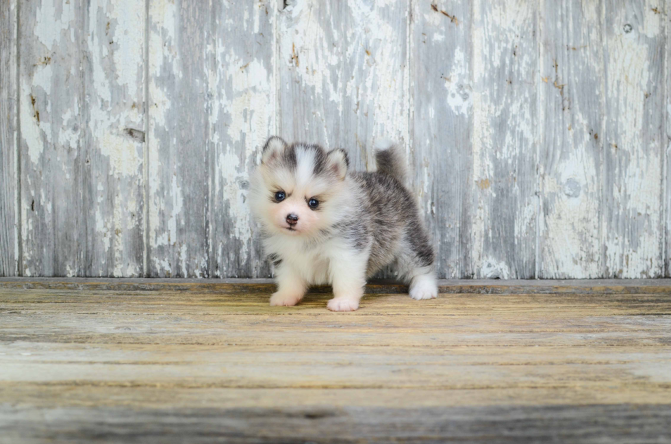 Fluffy Pomsky Designer Pup