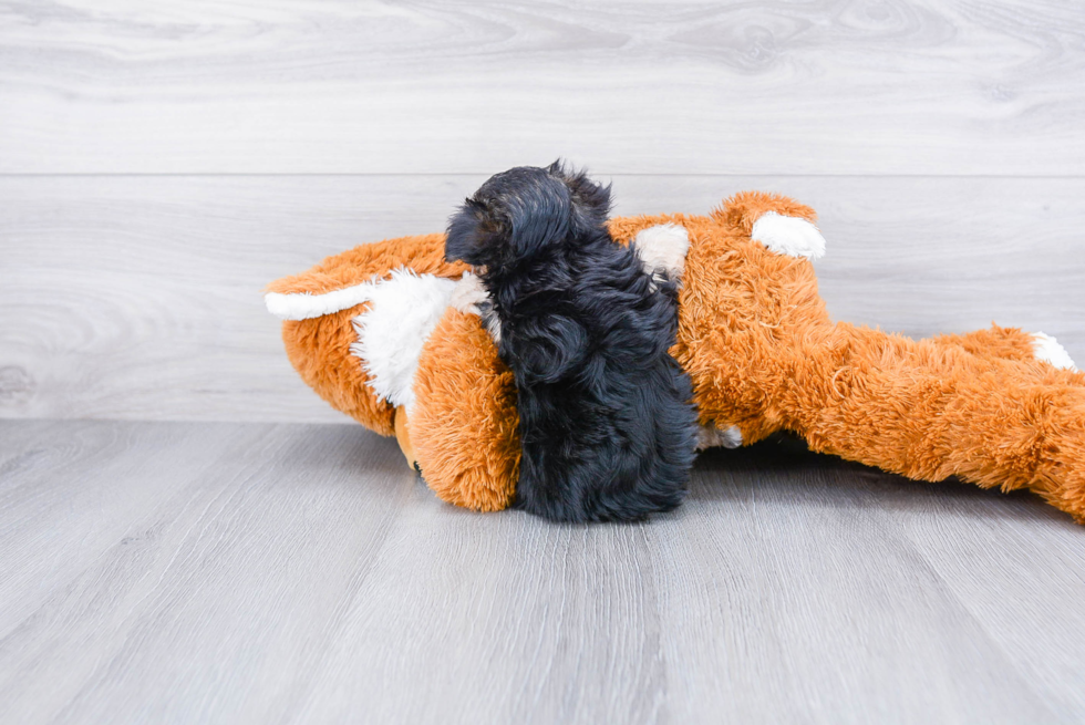 Popular Morkie Designer Pup