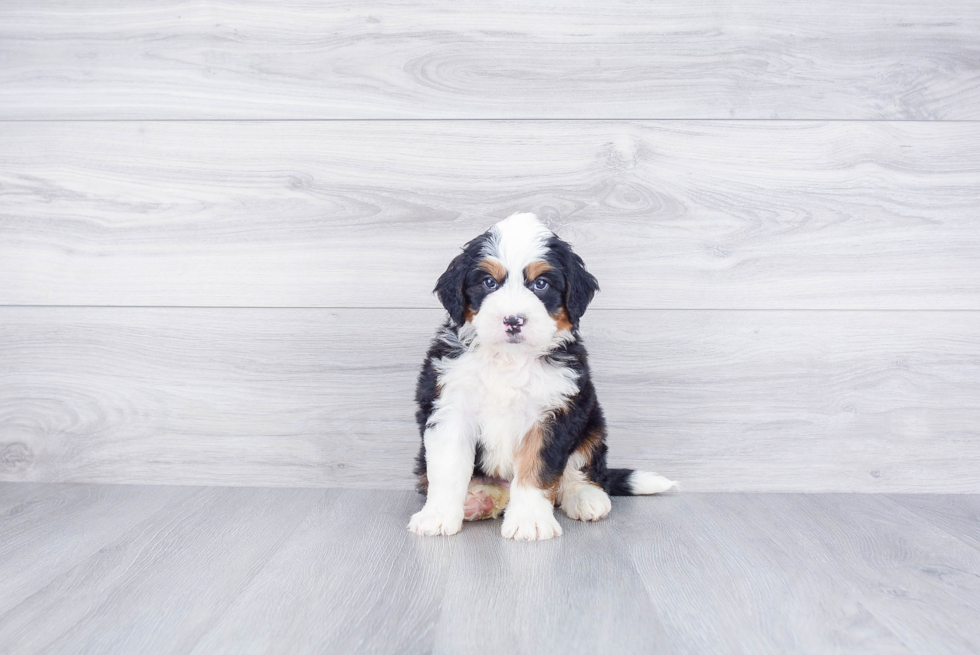Mini Bernedoodle Puppy for Adoption