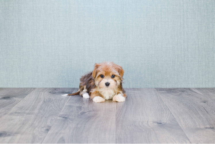 Popular Morkie Designer Pup