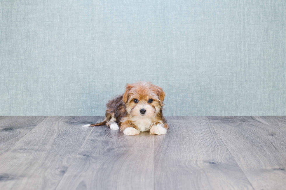 Popular Morkie Designer Pup