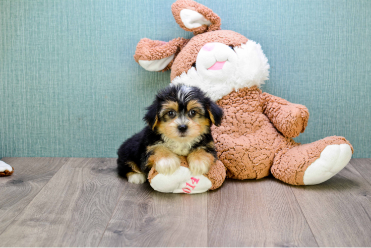 Best Morkie Baby