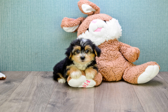 Best Morkie Baby