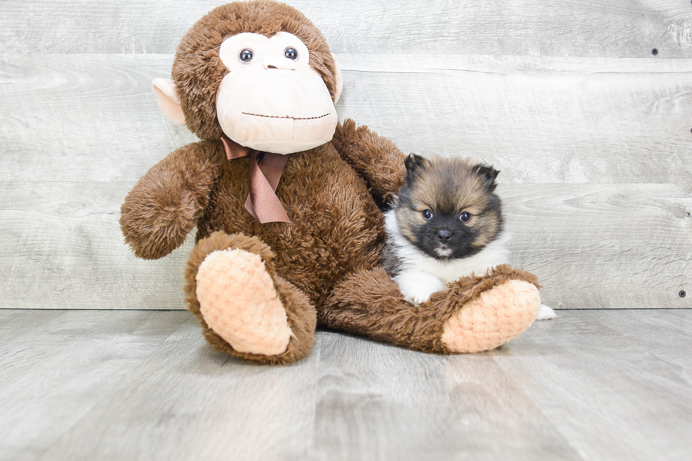 Pomeranian Pup Being Cute