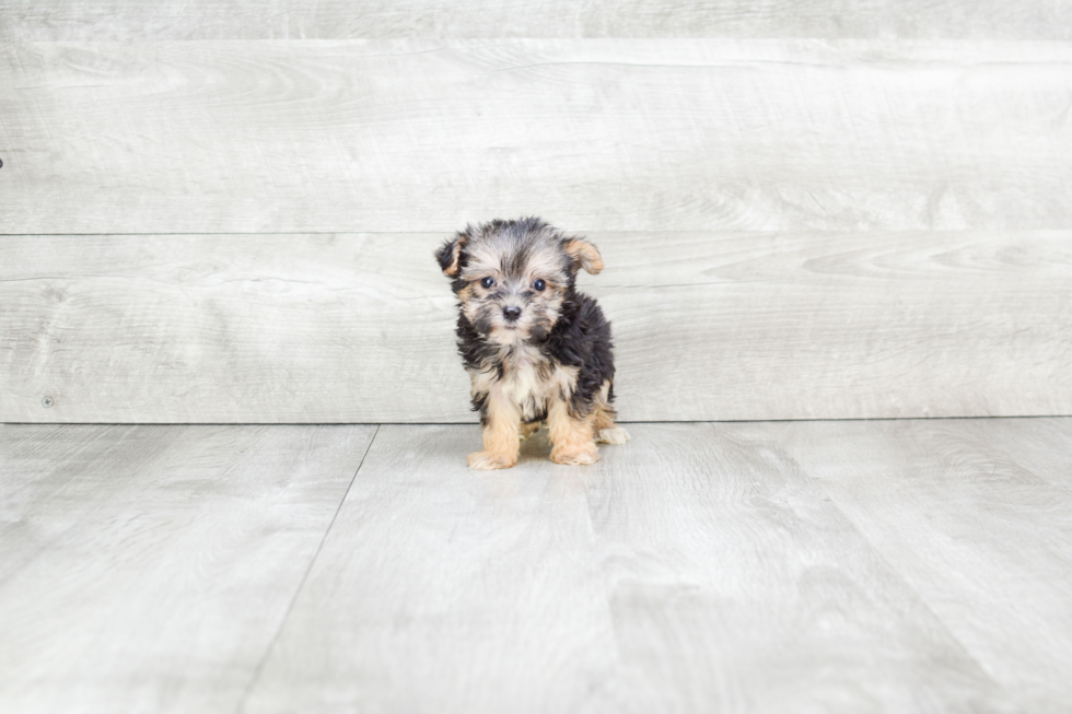 Best Morkie Baby
