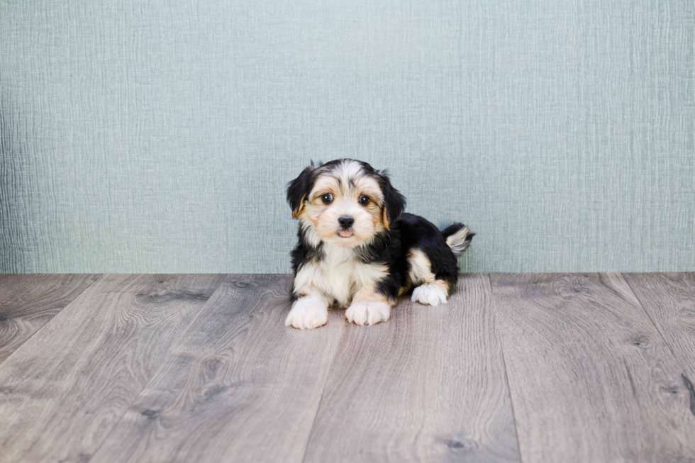 Cute Morkie Baby