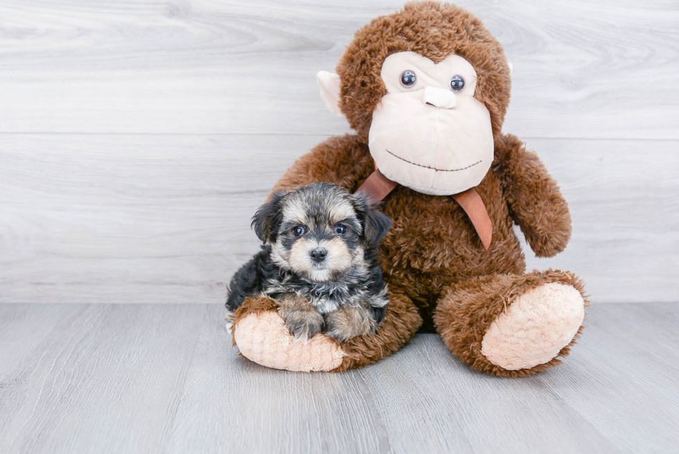 Popular Morkie Designer Pup