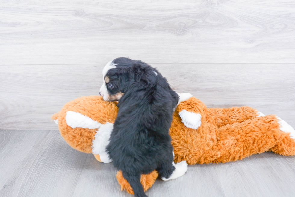 Mini Bernedoodle Puppy for Adoption