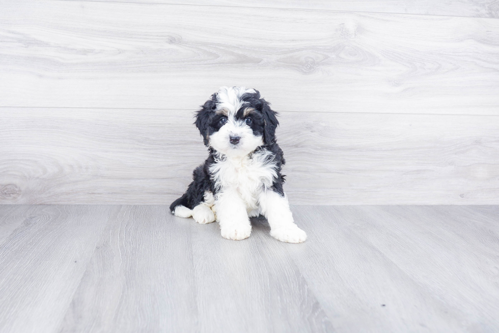 Sweet Mini Bernedoodle Baby