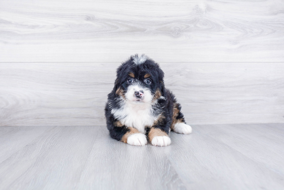 Best Mini Bernedoodle Baby
