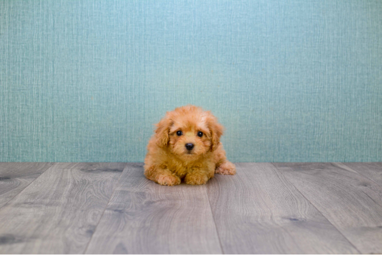 Adorable Cavoodle Poodle Mix Puppy