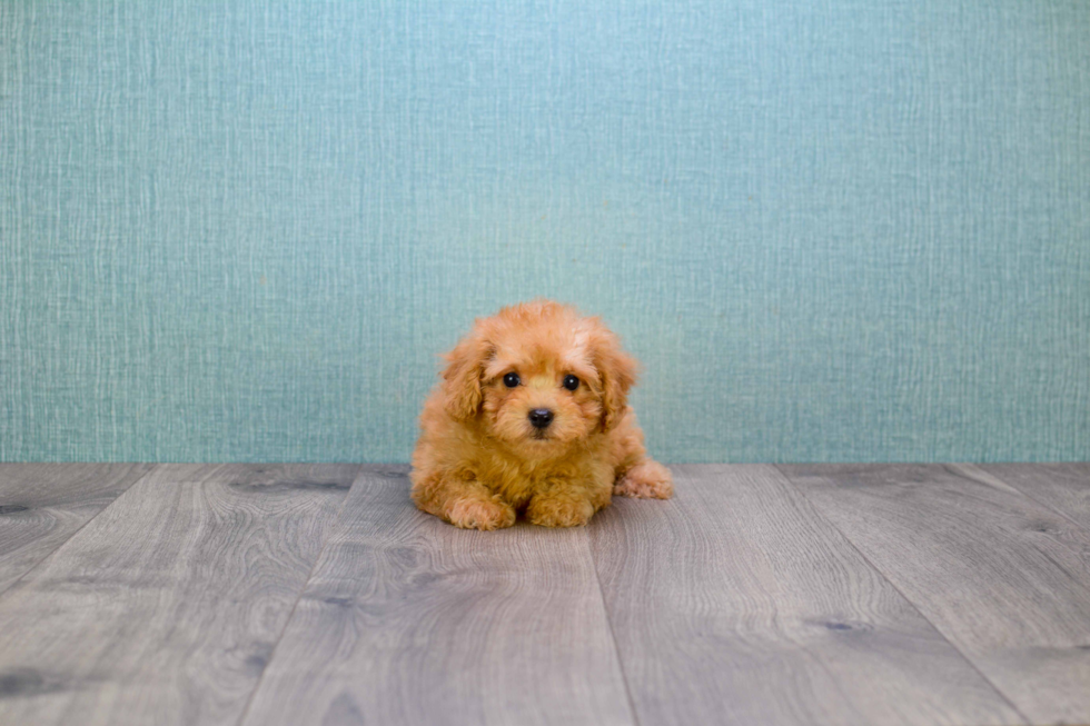 Adorable Cavoodle Poodle Mix Puppy