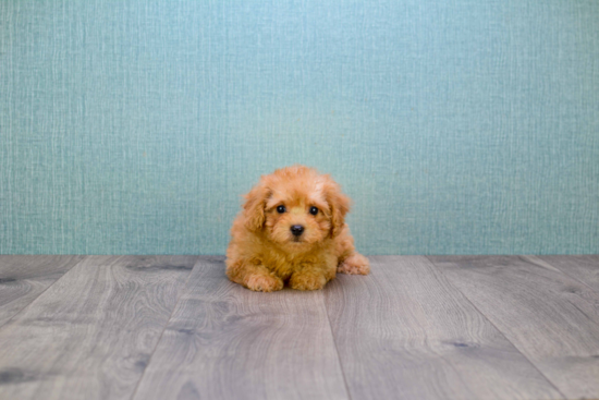 Adorable Cavoodle Poodle Mix Puppy