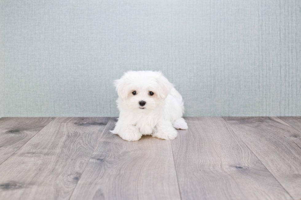 Maltese Puppy for Adoption