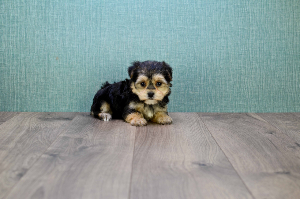 Adorable Yorkie Designer Puppy