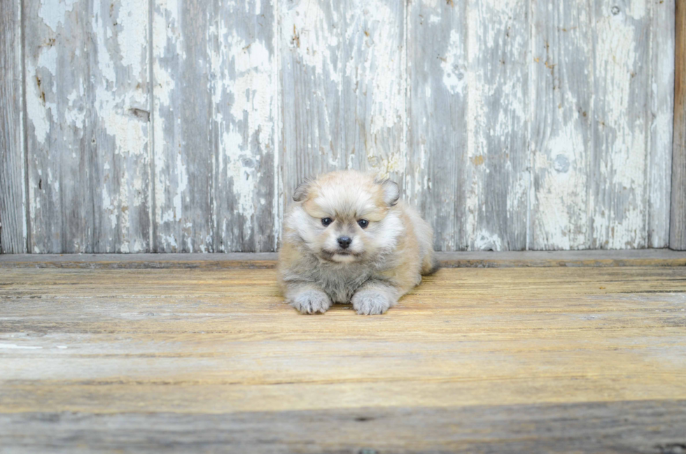 Playful Pomeranian Baby
