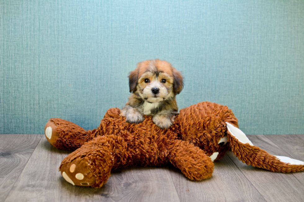 Little Yorkie Designer Puppy