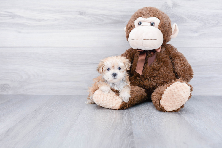 Energetic Yorkie Designer Puppy