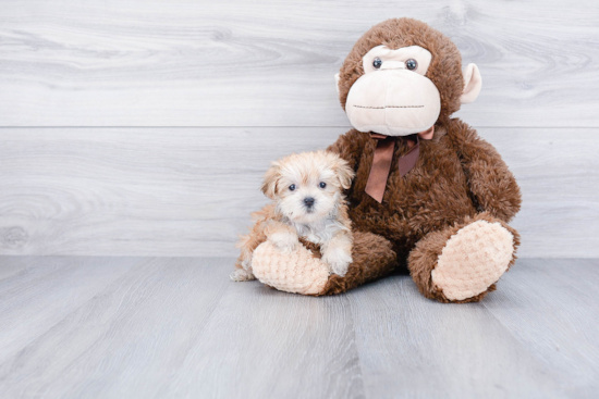 Energetic Yorkie Designer Puppy