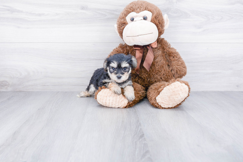 Morkie Pup Being Cute