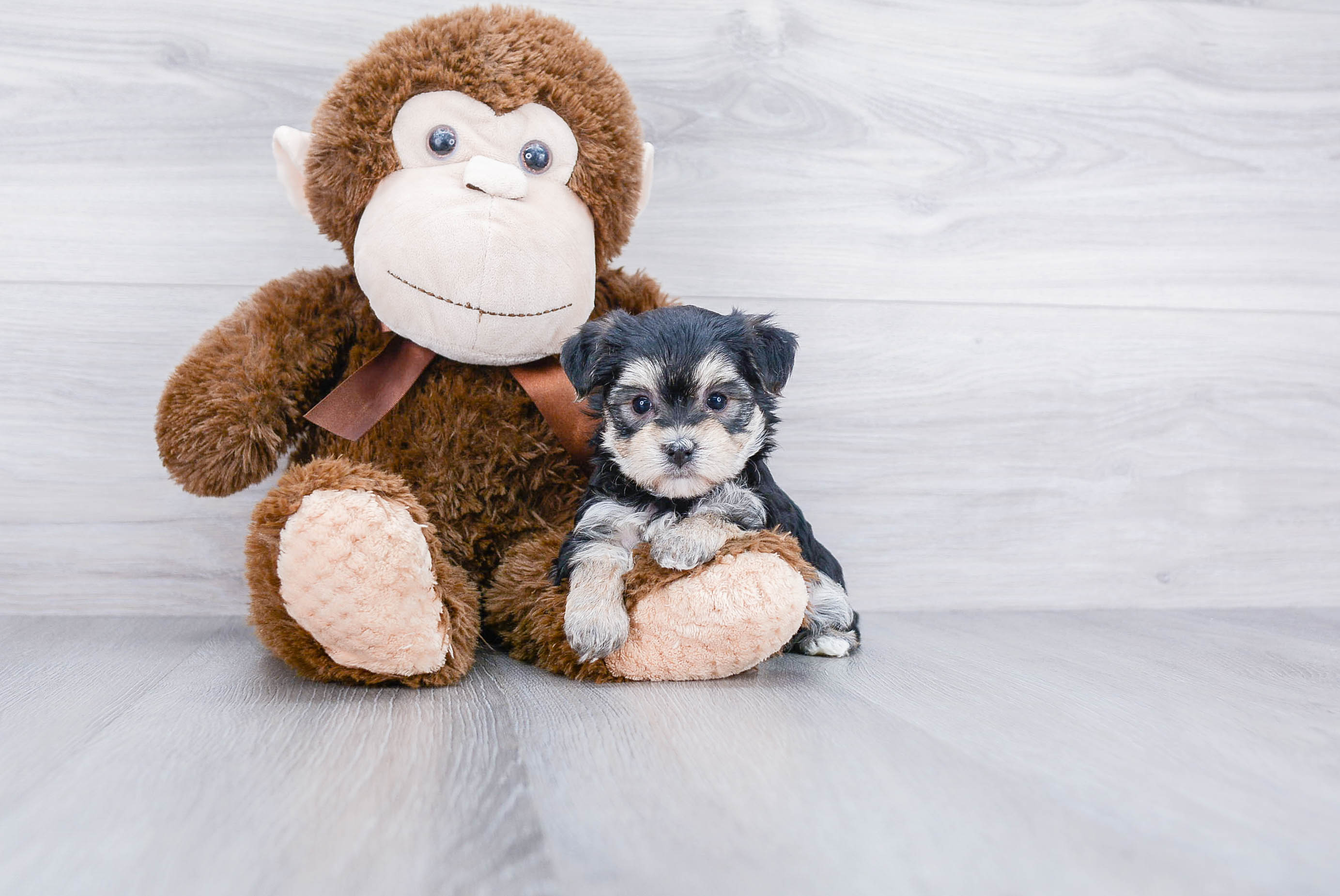 Hypoallergenic Yorkie Designer Puppy