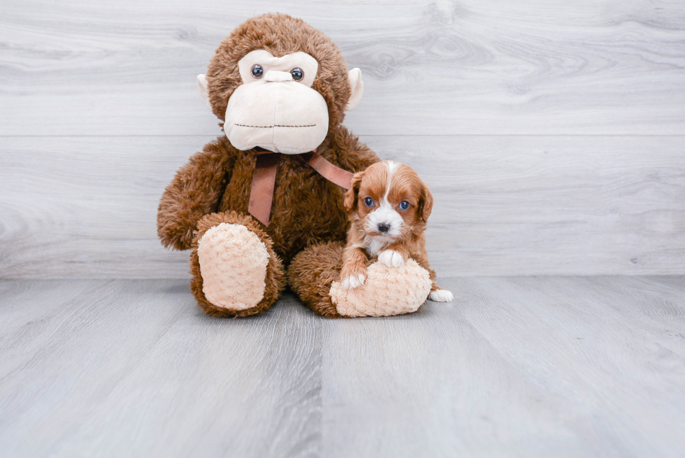 Cavapoo Pup Being Cute