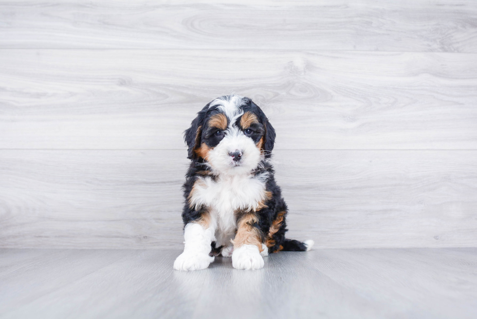 Sweet Mini Bernedoodle Baby
