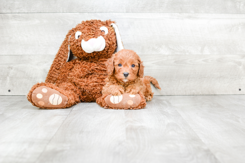 Funny Cavapoo Poodle Mix Pup