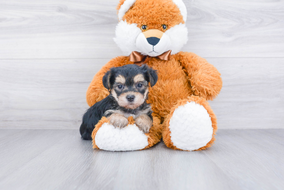 Morkie Puppy for Adoption