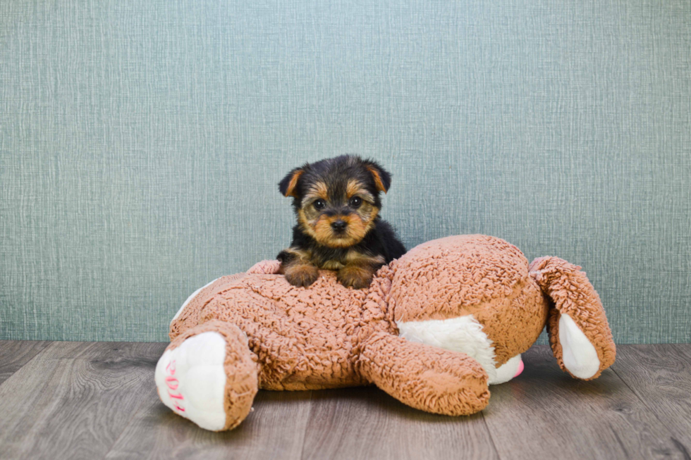 Meet Nugget - our Yorkshire Terrier Puppy Photo 