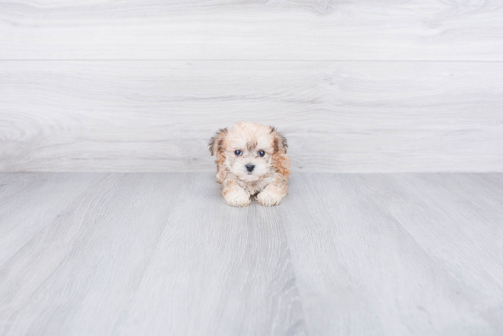 Morkie Pup Being Cute