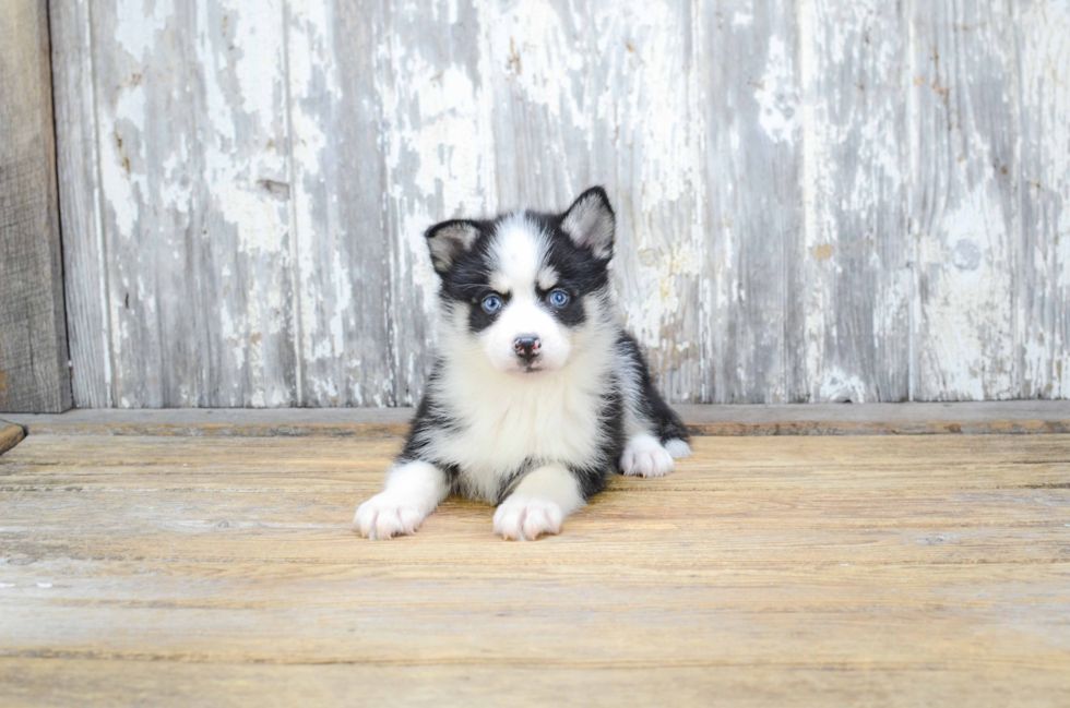 Pomsky Puppy for Adoption