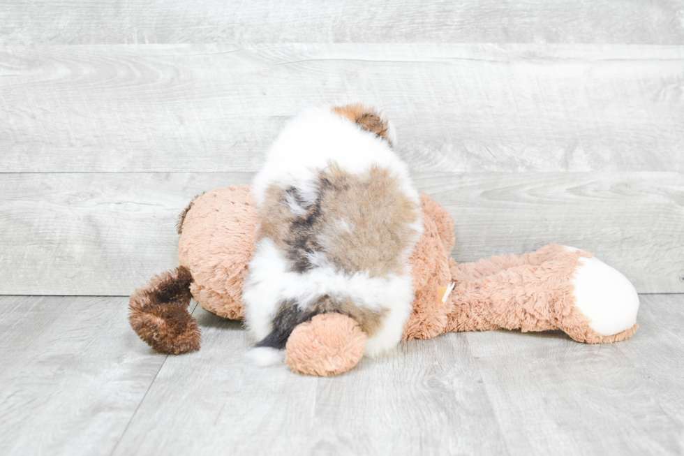 Hypoallergenic Pomeranian Purebred Pup