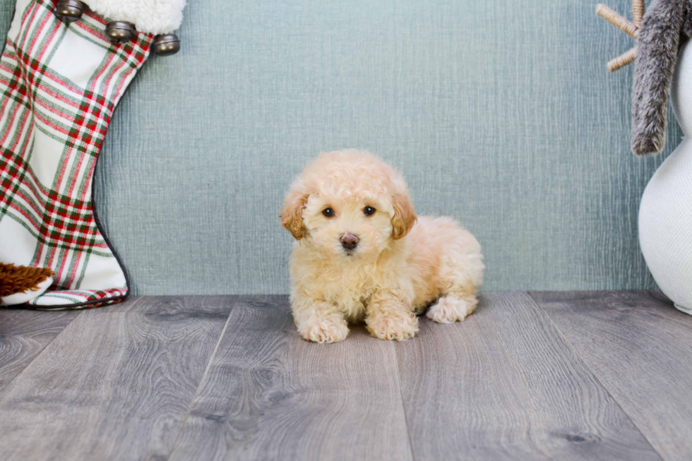 Maltipoo Puppy for Adoption