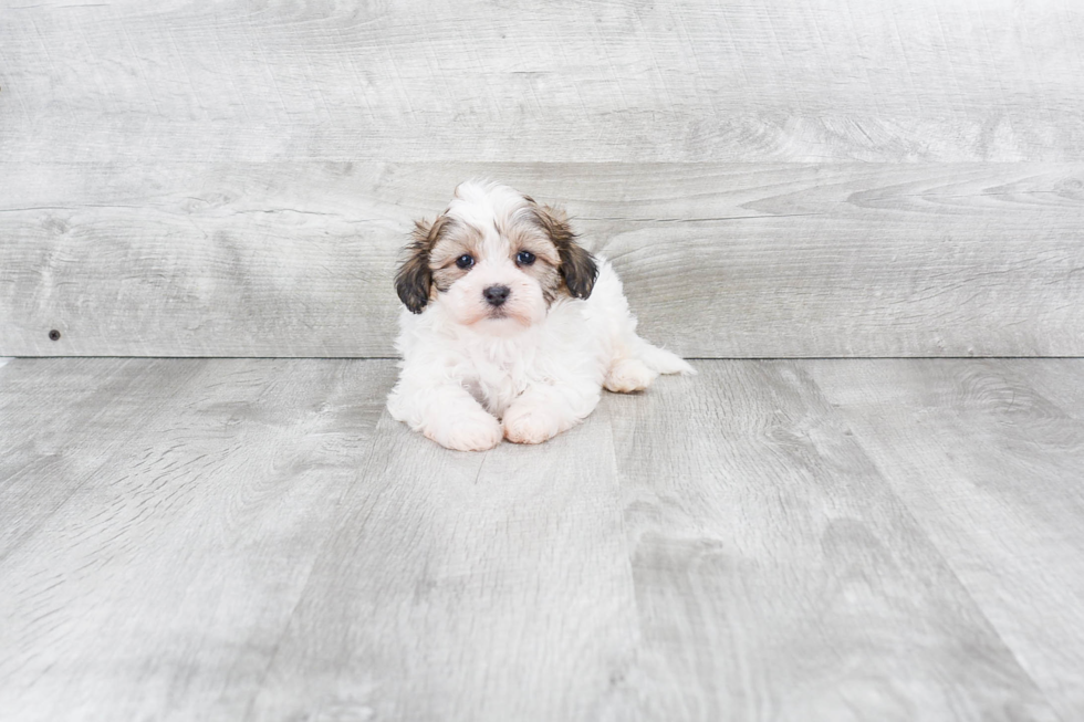 Teddy Bear Pup Being Cute