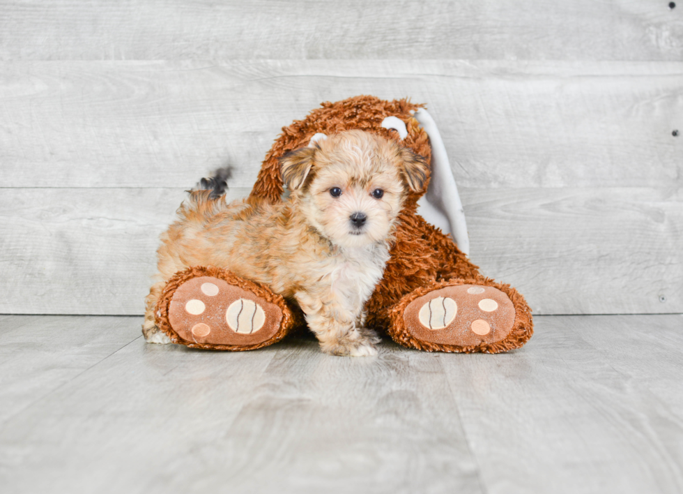 Happy Morkie Baby