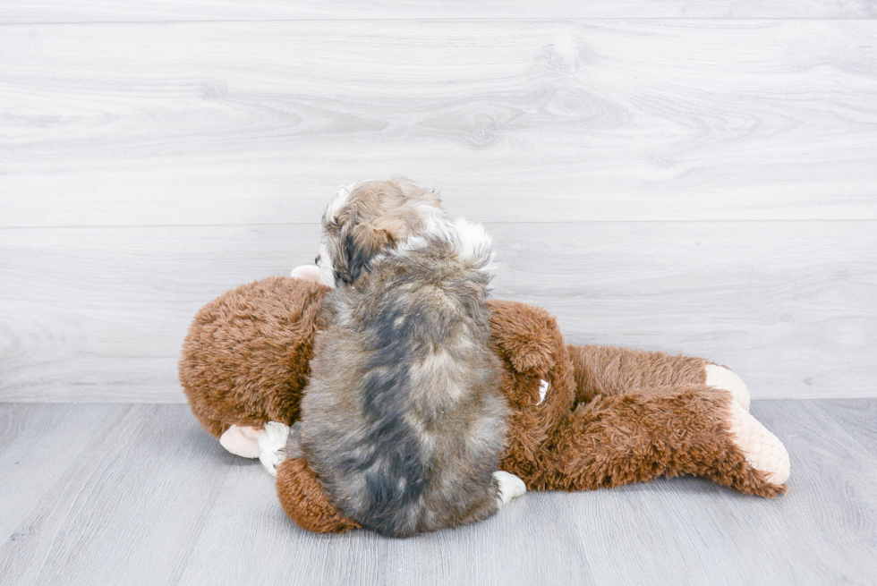 Mini Aussiedoodle Puppy for Adoption