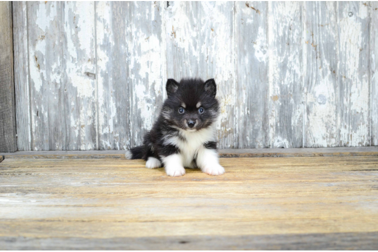 Fluffy Pomsky Designer Pup