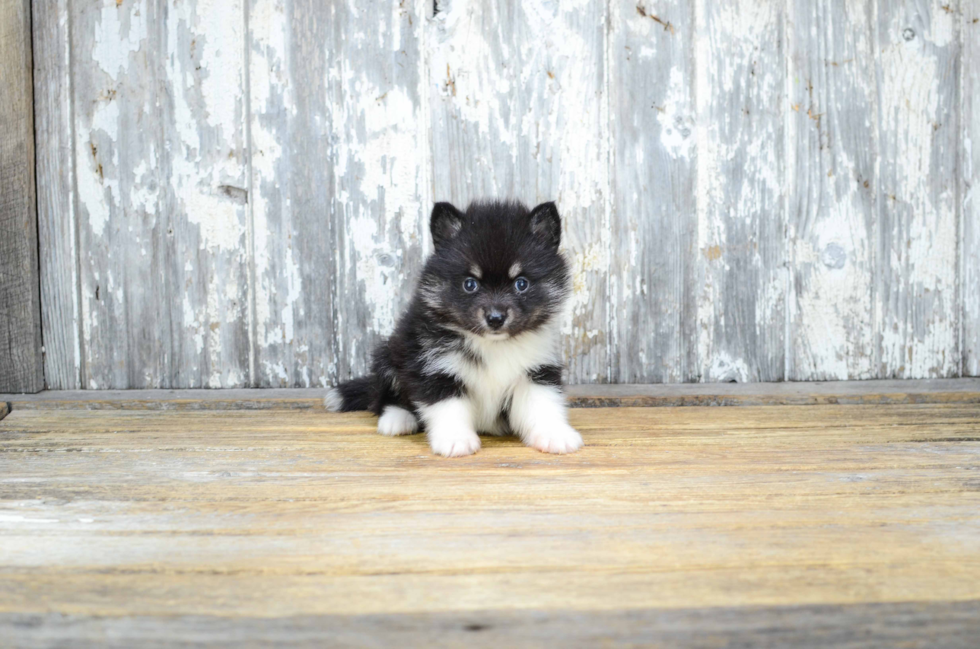 Fluffy Pomsky Designer Pup