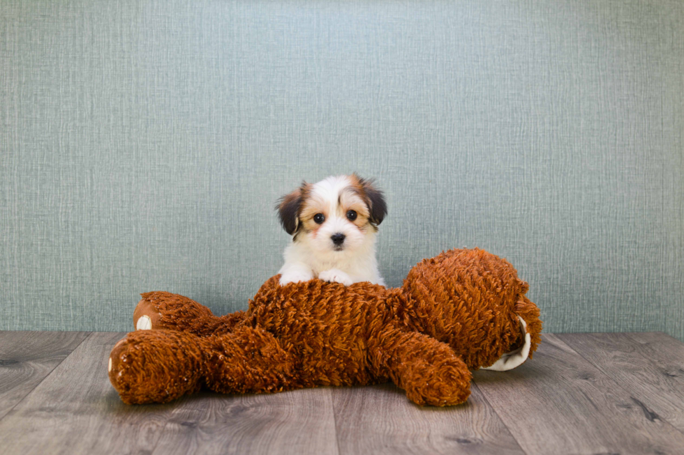 Hypoallergenic Yorkie Designer Puppy