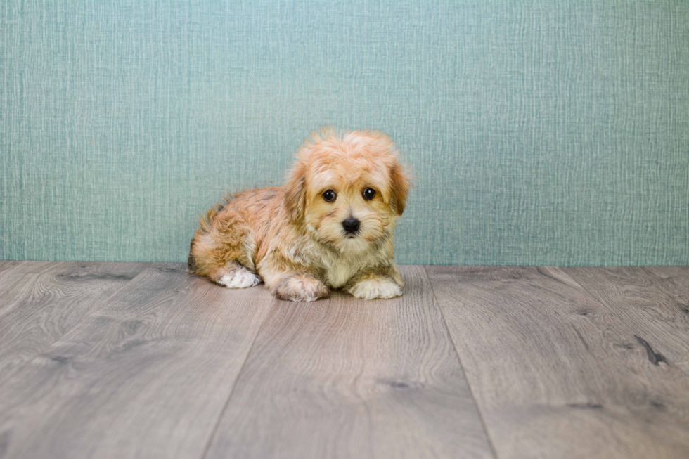 Funny Morkie Designer Pup
