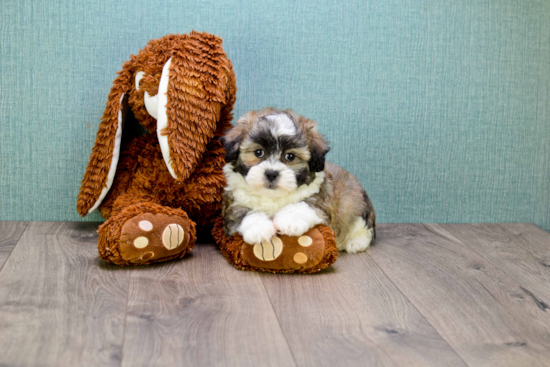 Teddy Bear Pup Being Cute