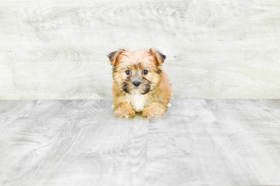 Morkie Puppy for Adoption