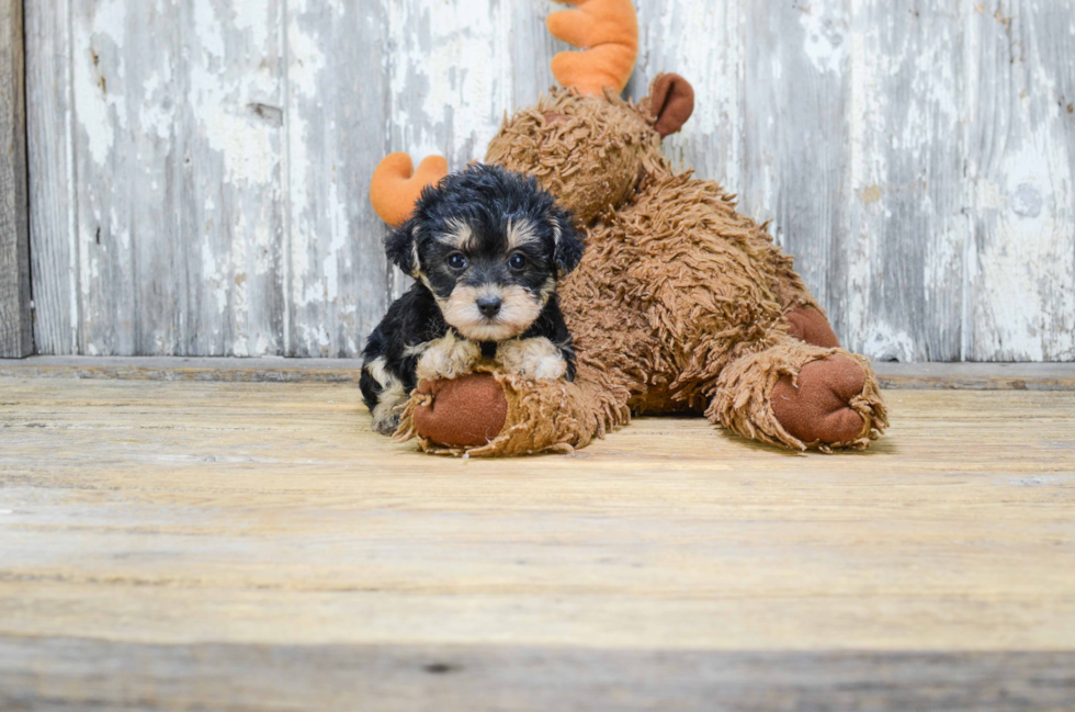 Adorable Yorkie Doodle Poodle Mix Puppy