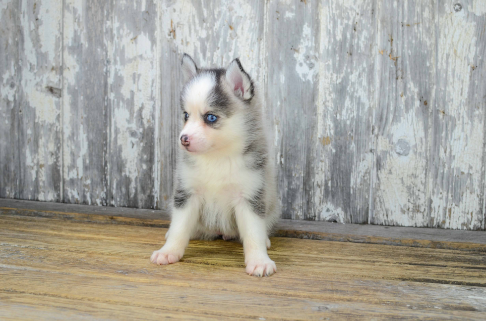 Pomsky Puppy for Adoption